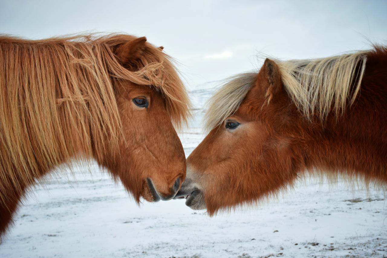 Skjaldarvik Guesthouse Akureyri Buitenkant foto