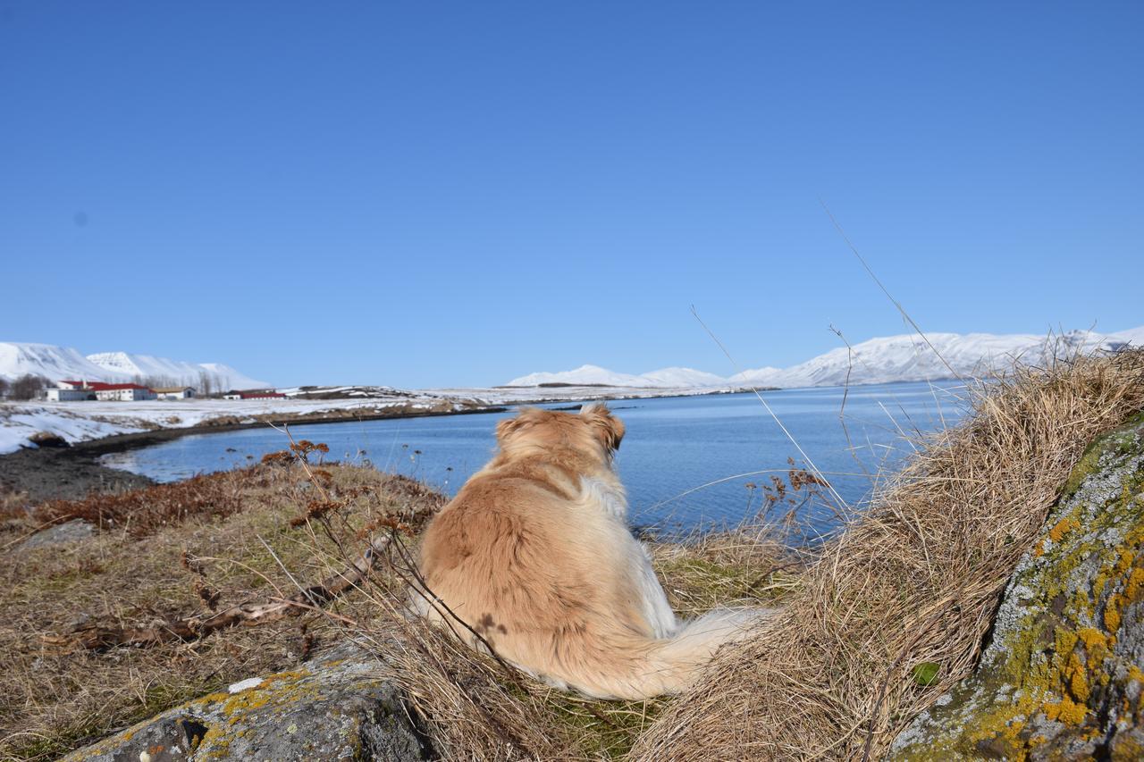 Skjaldarvik Guesthouse Akureyri Buitenkant foto